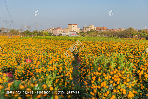 2021年迎春花市的年桔