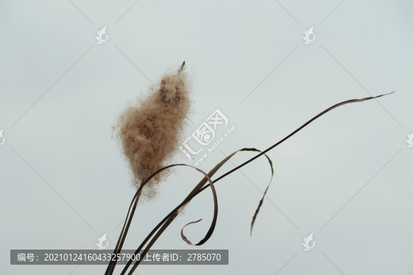 水燭花