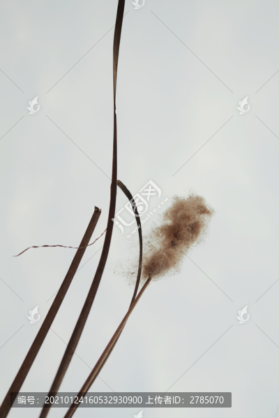 水燭花