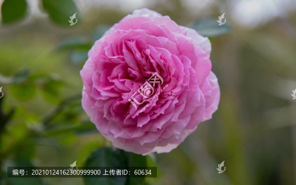 粉色月季