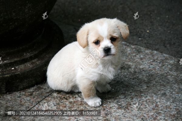 小白狗