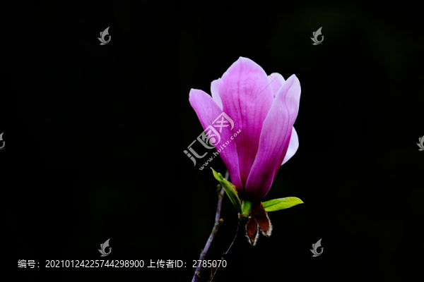 玉蘭花