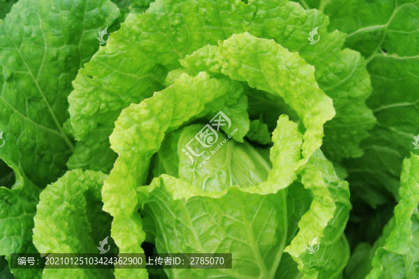 白菜