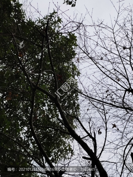 枯樹枝與綠葉對比圖