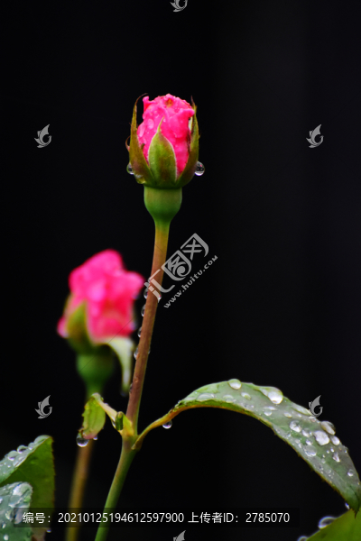 紅色月季花