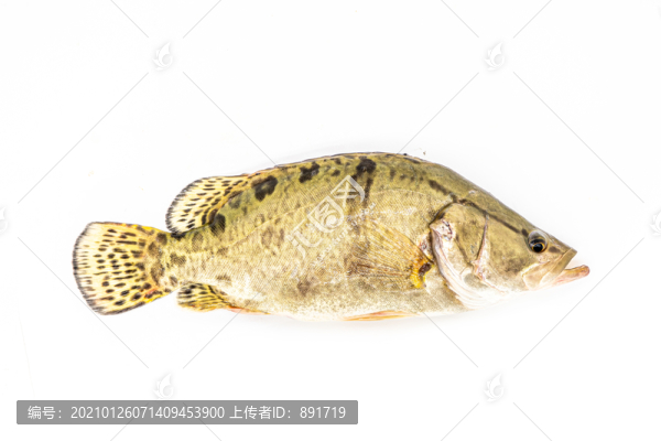 活鱖魚(yú)