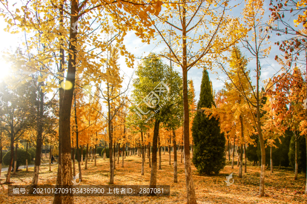 秋天的公園
