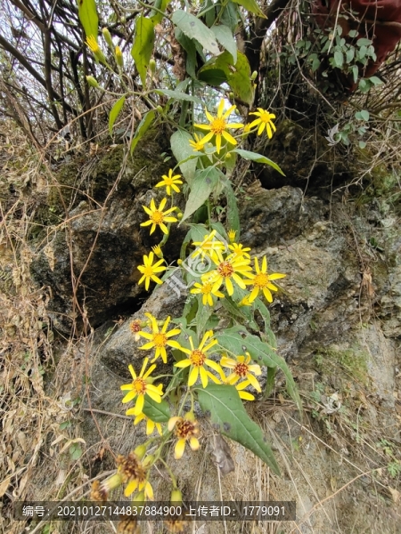 野菊花