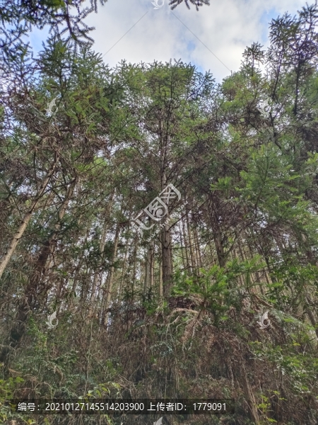 山林