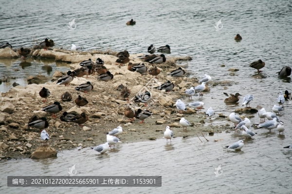 水鳥