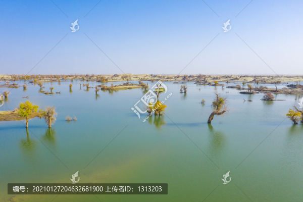 新疆喀什地區(qū)秋季的胡楊林