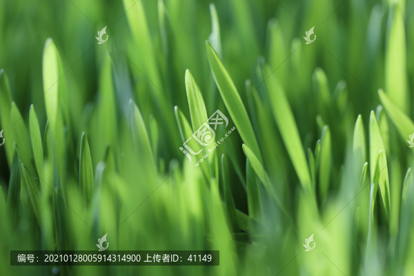 菜苗