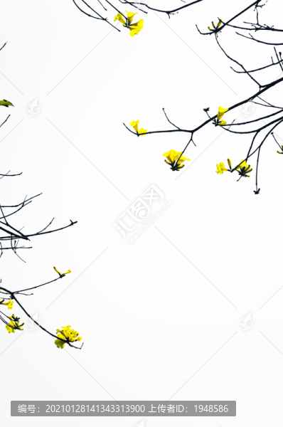 樹枝上的黃花