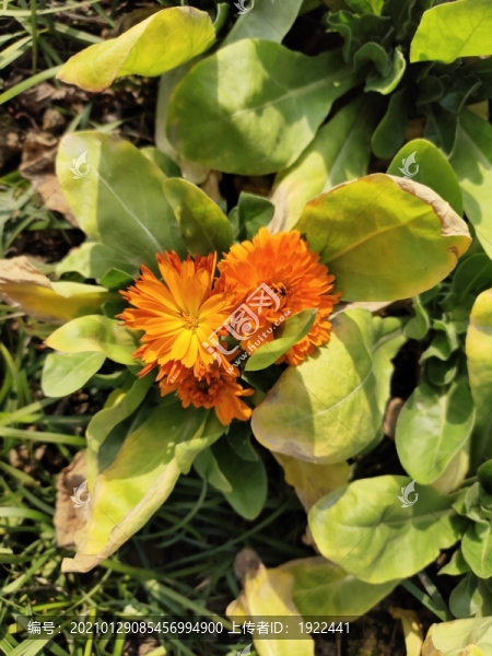 雛菊