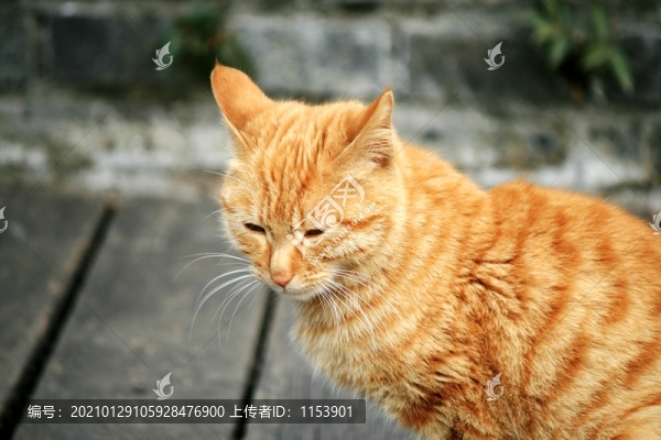 小貓