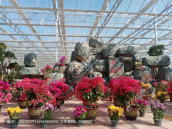 杜鵑園杜鵑花