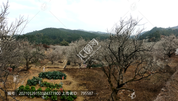 青竹梅