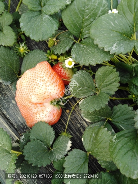 草莓