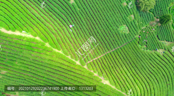 航拍湖南湘西的茶園