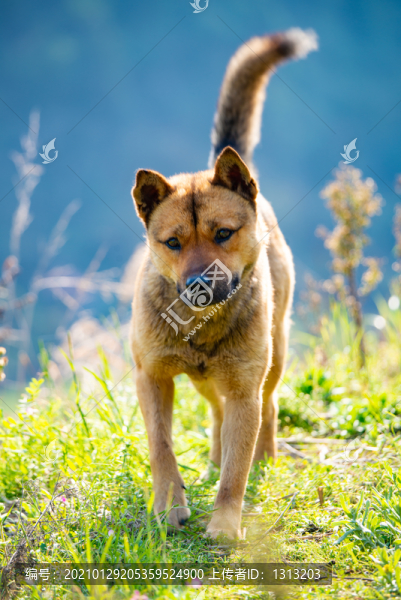 一只中華田園犬