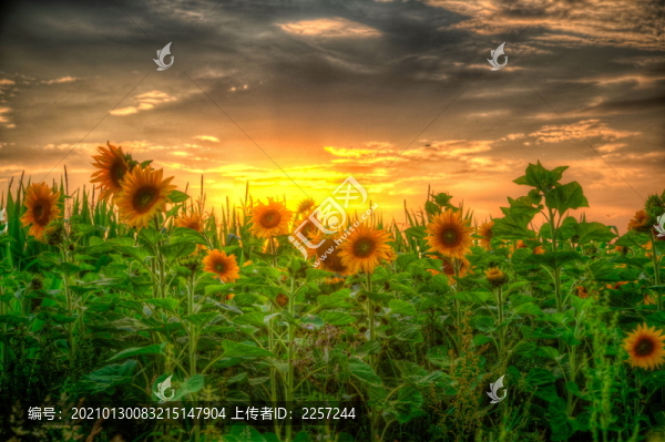 向日葵花田