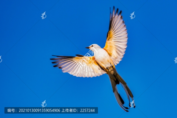 展翅飛翔的鳥