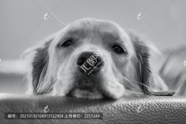 金毛犬