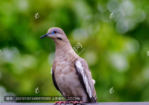 布谷鳥