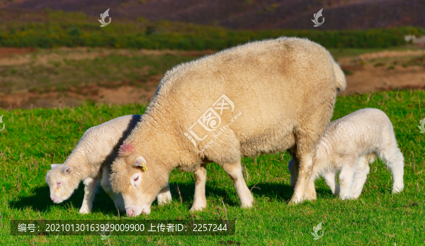 綿羊媽媽