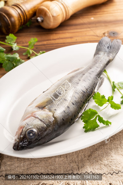 海鱸魚