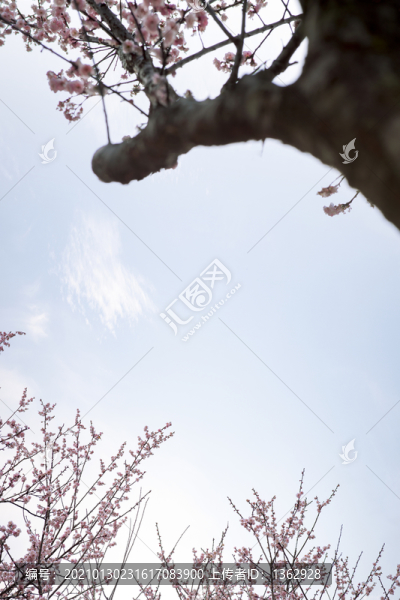 紅梅