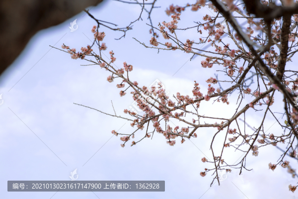 紅梅