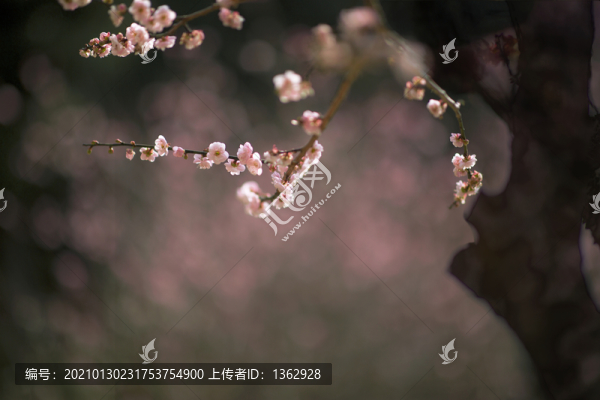紅梅