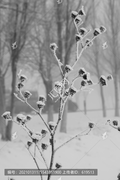 冬季雪后大霧中的樹林