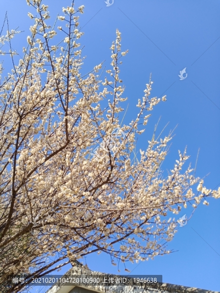 白色梅花