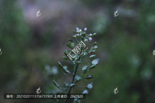 雨中野花
