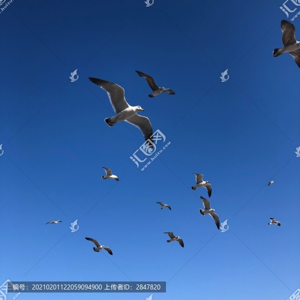 大連星海廣場(chǎng)海鷗