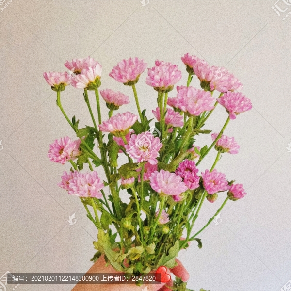花藝花卉攝影