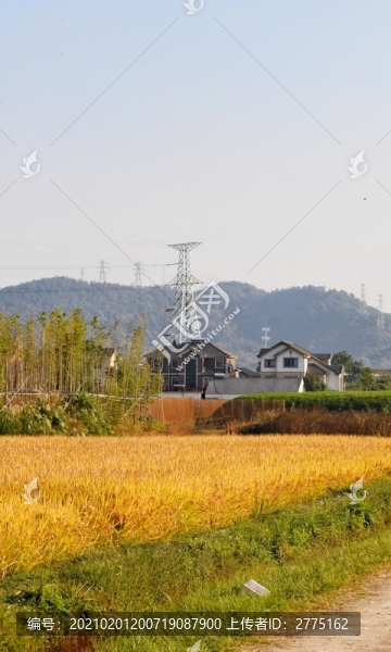 稻田