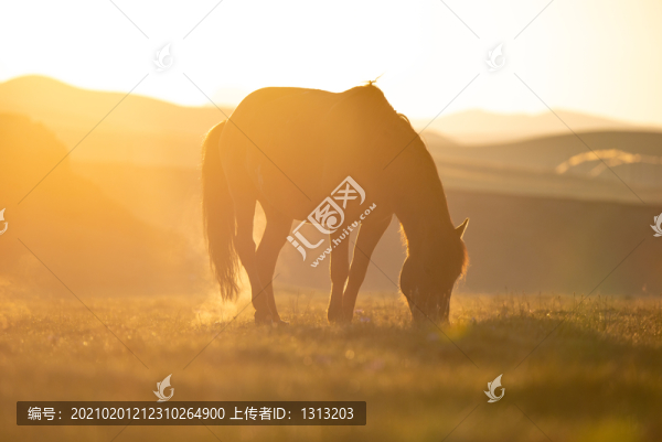 新疆巴音布魯克草原上的馬