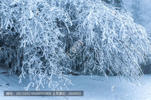 重慶金佛山霧凇奇觀