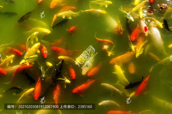 錦鯉