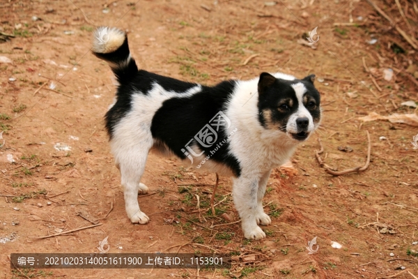 土狗
