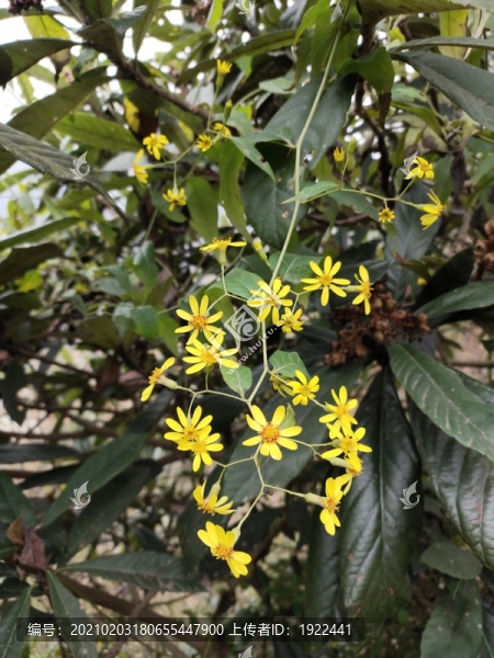 野生菊花