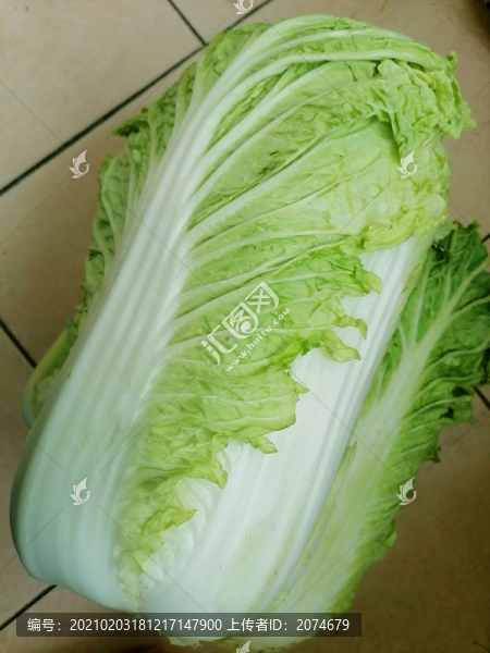 大白菜