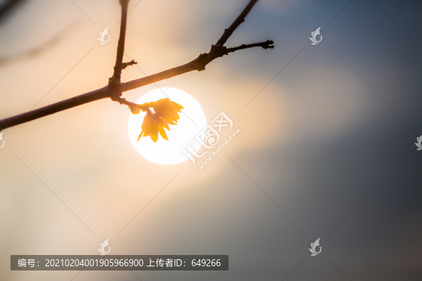 臘梅