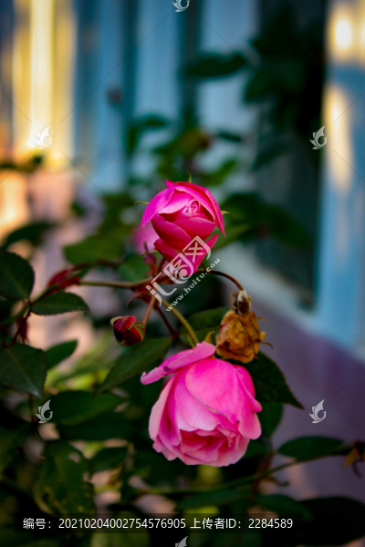 月季花