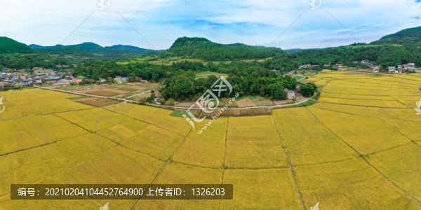 瞿河新華稻田