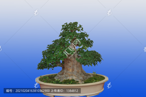 盆景