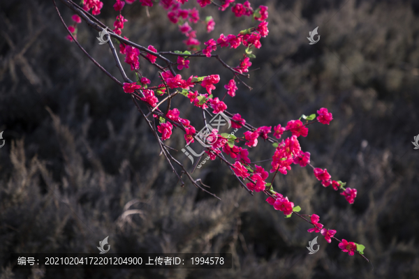 桃花